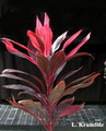 Cordyline Terminalis